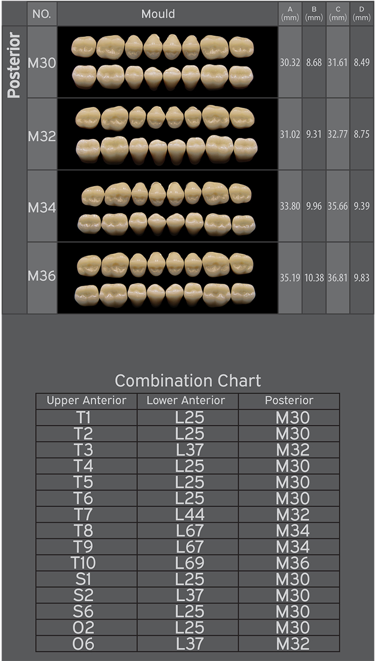 Three Layer Acrylic Resin Teeth